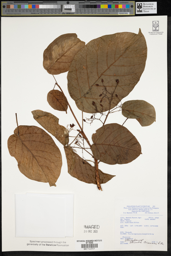 Sterculia ceramica image