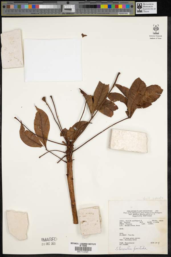 Sterculia foetida image
