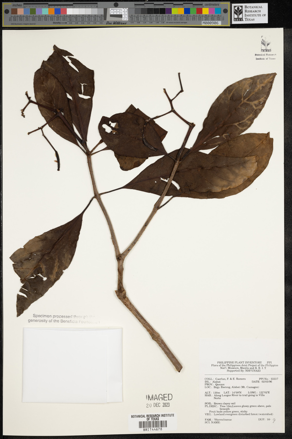 Sterculiaceae image