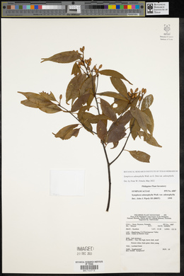 Symplocos adenophylla image