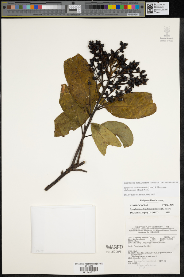 Symplocos cochinchinensis var. philippinensis image