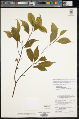 Symplocos ophirensis subsp. cumingiana image