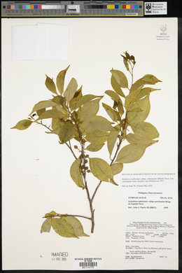 Symplocos ophirensis subsp. cumingiana image