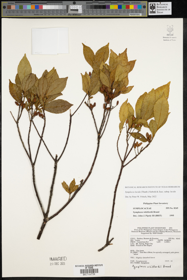 Symplocos lucida subsp. lucida image