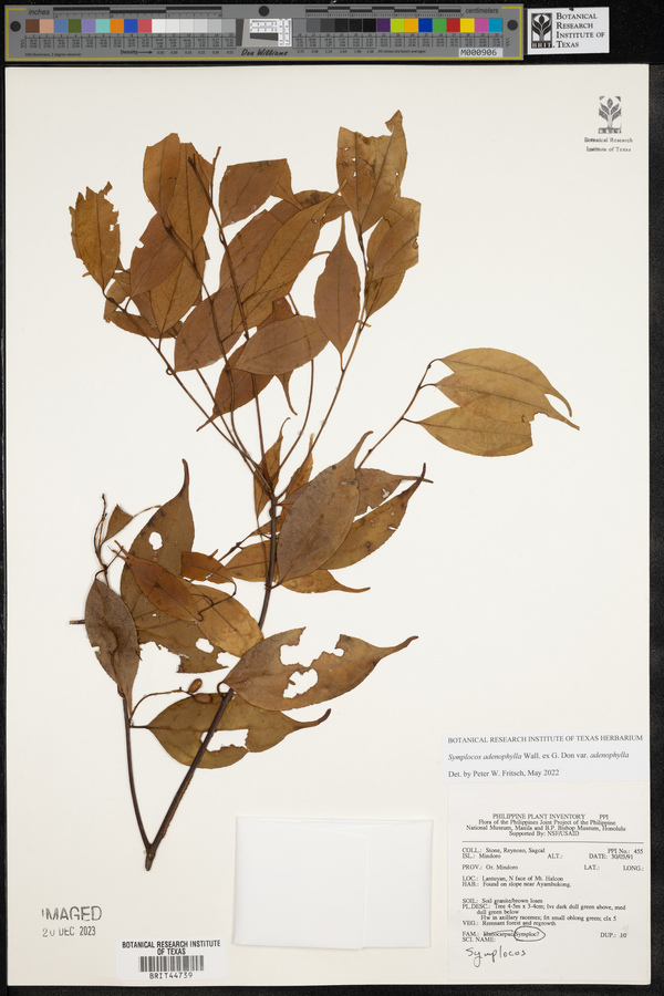 Symplocos adenophylla var. adenophylla image