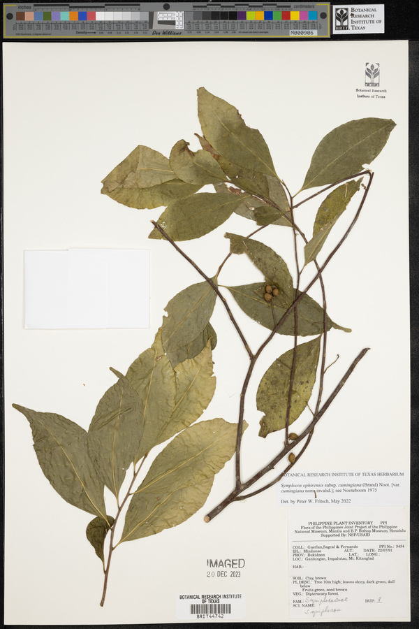 Symplocos ophirensis subsp. cumingiana image