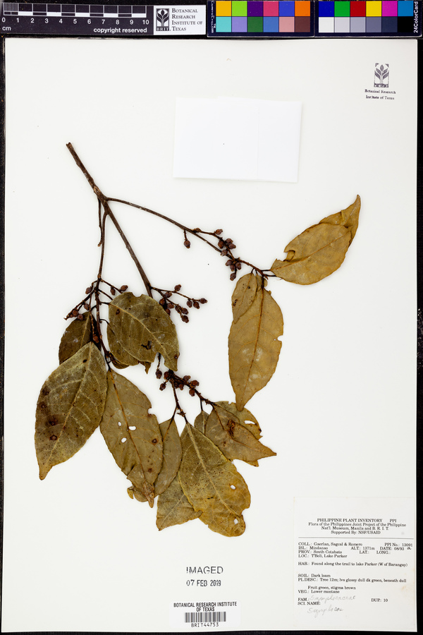 Symplocos cochinchinensis var. philippinensis image