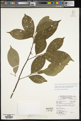 Symplocos ophirensis subsp. cumingiana image