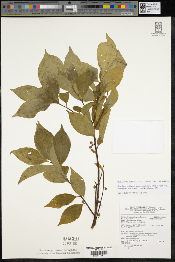 Symplocos ophirensis subsp. cumingiana image