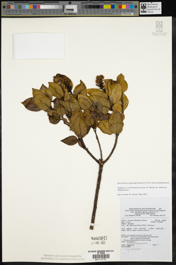 Symplocos imbricata image