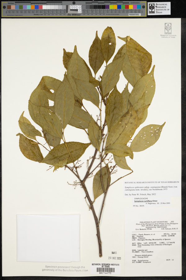 Symplocos ophirensis image