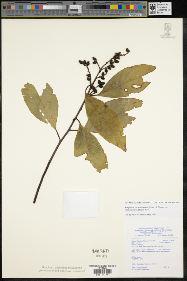 Symplocos cochinchinensis image