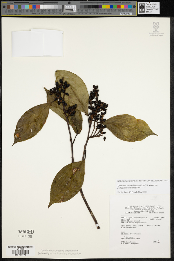 Symplocos cochinchinensis image