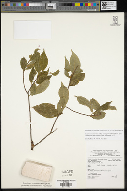 Symplocos ophirensis subsp. cumingiana image