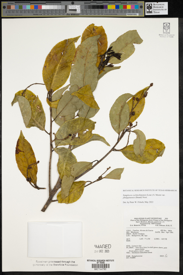 Symplocos cochinchinensis image
