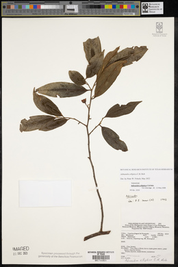 Adinandra elliptica image