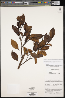 Cleyera japonica image