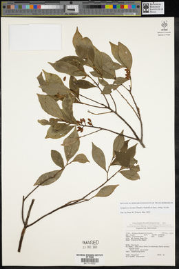 Symplocos lucida image