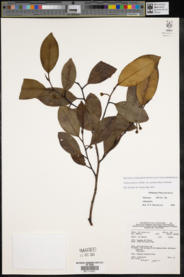 Cleyera japonica image