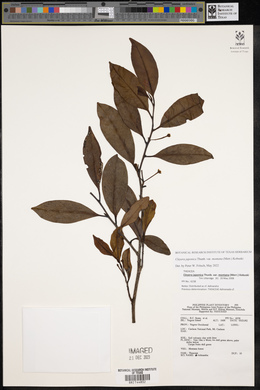 Cleyera japonica image