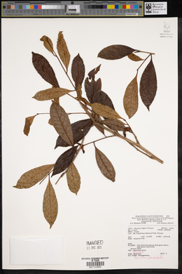 Camellia lanceolata image