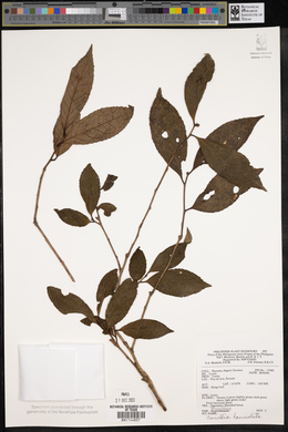 Camellia lanceolata image