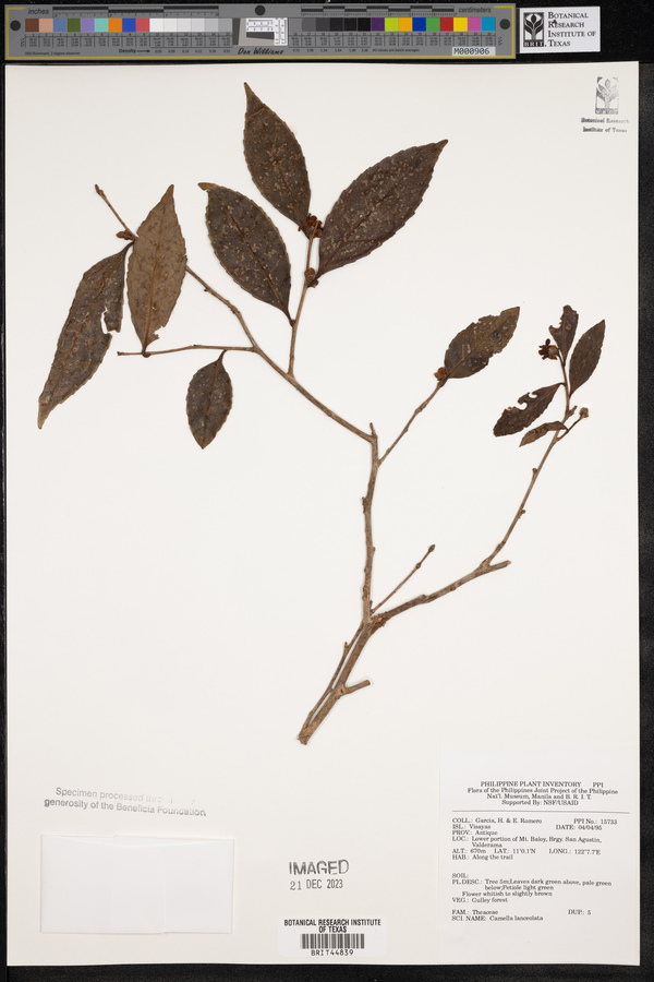 Camellia lanceolata image