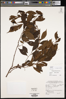 Eurya japonica var. nitida image