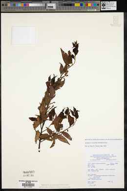 Symplocos lancifolia image