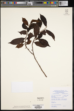 Eurya japonica var. nitida image