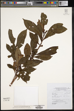 Image Associated With the Occurence