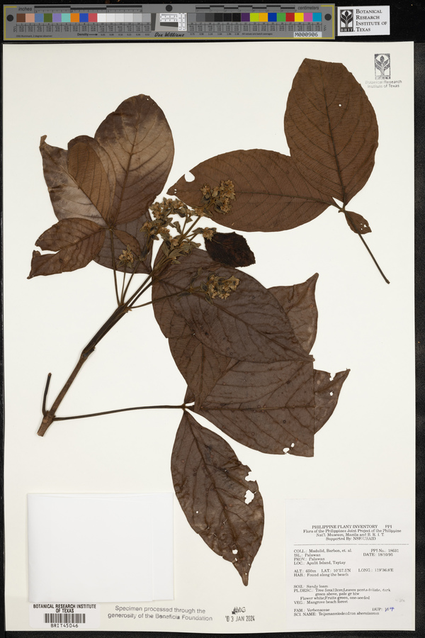 Teijsmanniodendron ahernianum image
