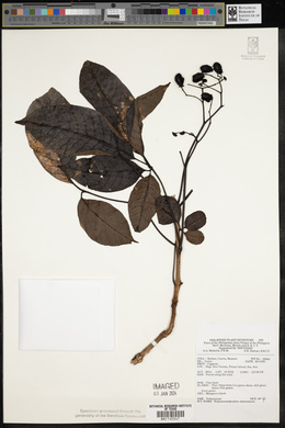 Teijsmanniodendron ahernianum image