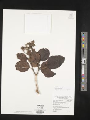 Premna obtusifolia image