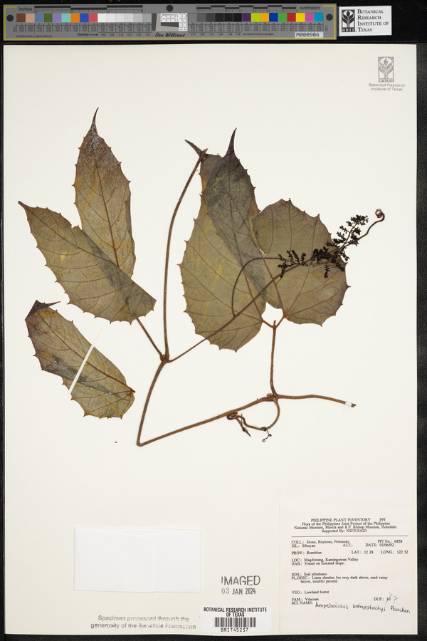 Ampelocissus botryostachys image