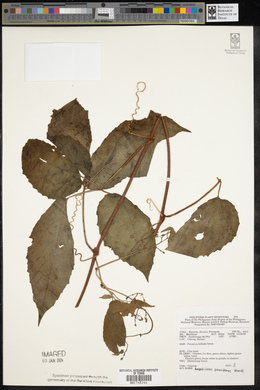 Ampelocissus pauciflora image