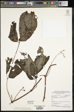 Image of Ampelocissus pauciflora