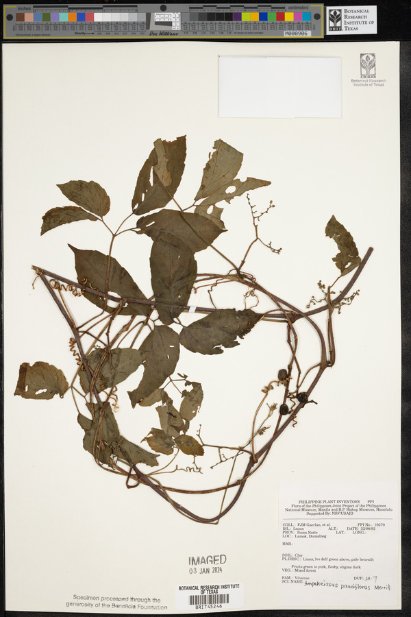 Causonis japonica image