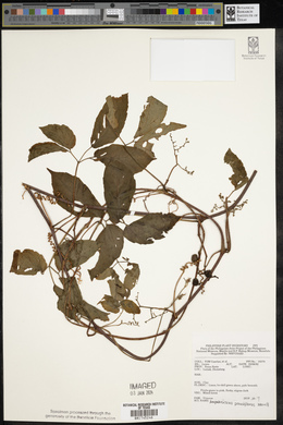 Ampelocissus pauciflora image