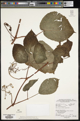 Cayratia geniculata image