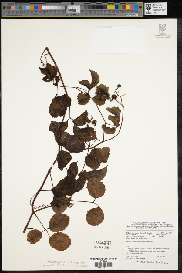 Causonis japonica image