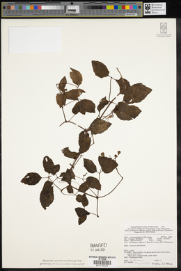 Causonis trifolia image