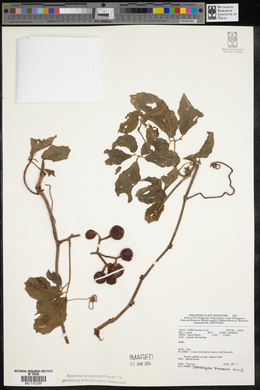 Tetrastigma brunneum image
