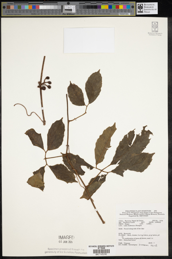 Tetrastigma brunneum image