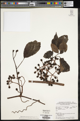 Tetrastigma brunneum image