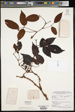 Tetrastigma brunneum image
