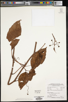 Tetrastigma brunneum image