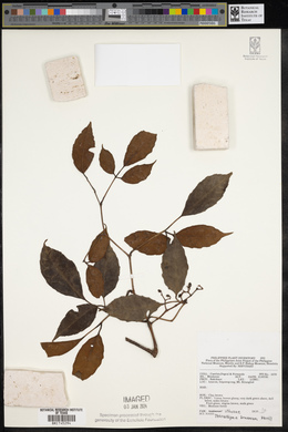 Tetrastigma brunneum image
