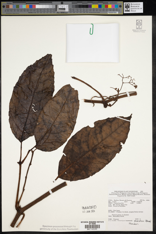 Tetrastigma serrulatum image