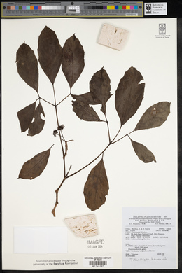 Tetrastigma harmandii image